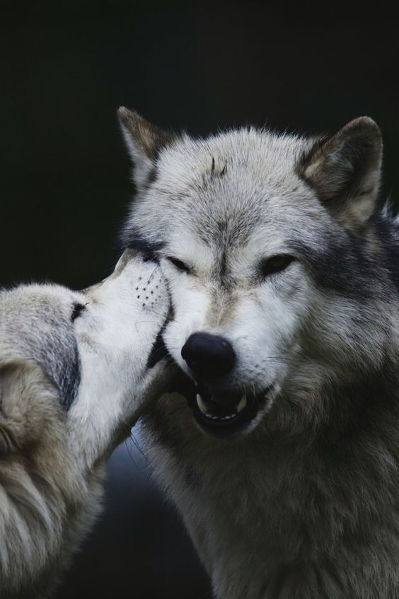 wolves kissing